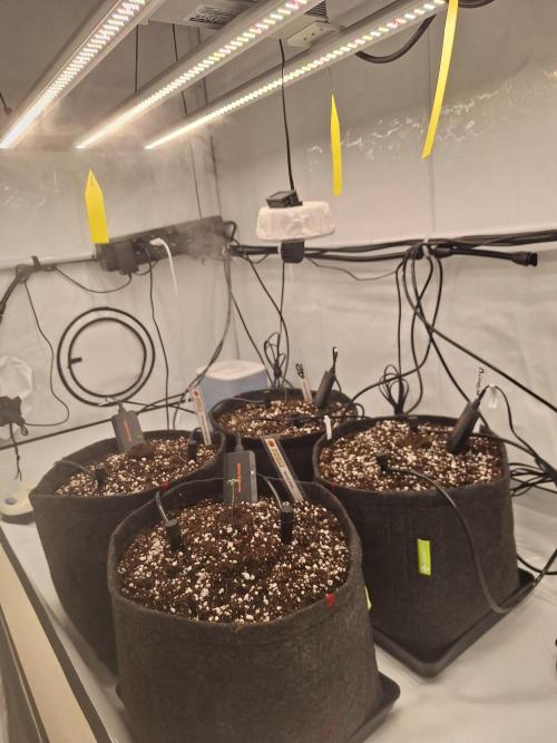 Fast Buds & Barney's MIX. Week 0