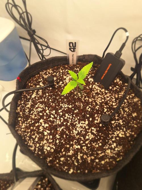 Fast Buds & Barney's MIX. Week 1