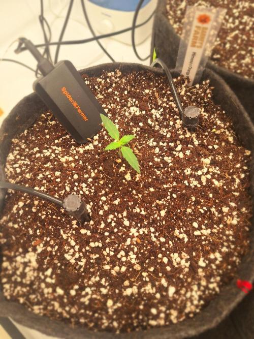 Fast Buds & Barney's MIX. Week 1