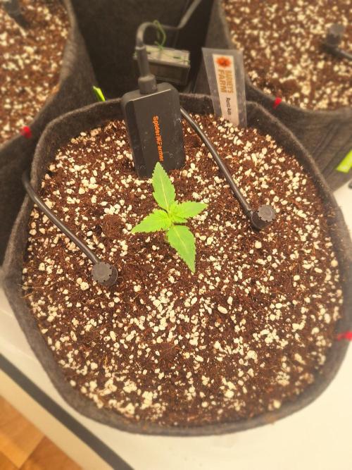 Fast Buds & Barney's MIX. Week 1