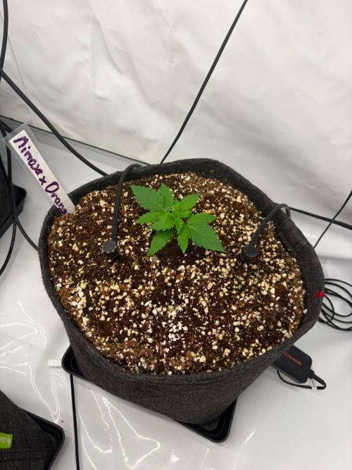 Fast Buds & Barney's MIX. Week 2 - Mimosa II
