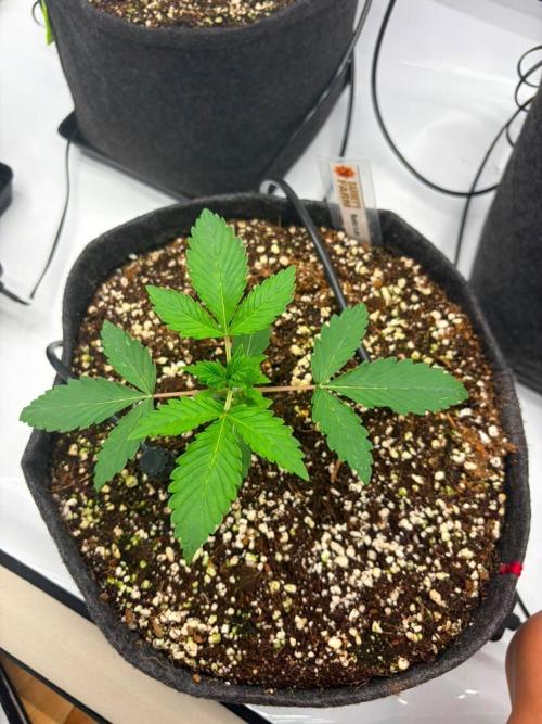Fast Buds & Barney's MIX. Week 2 - Runtz