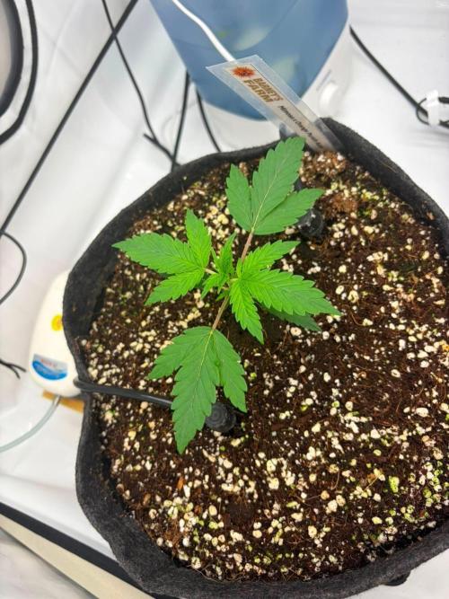 Fast Buds & Barney's MIX. Week 2 - Mimosa I