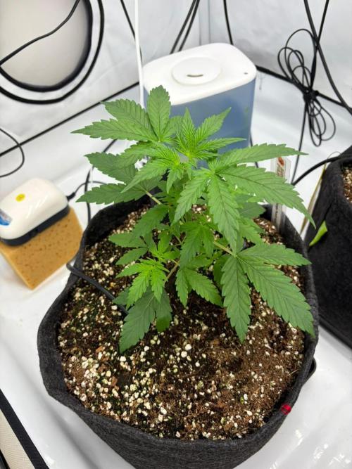 Fast Buds & Barney's MIX. Week 3 - Mimosa X Orange punch I