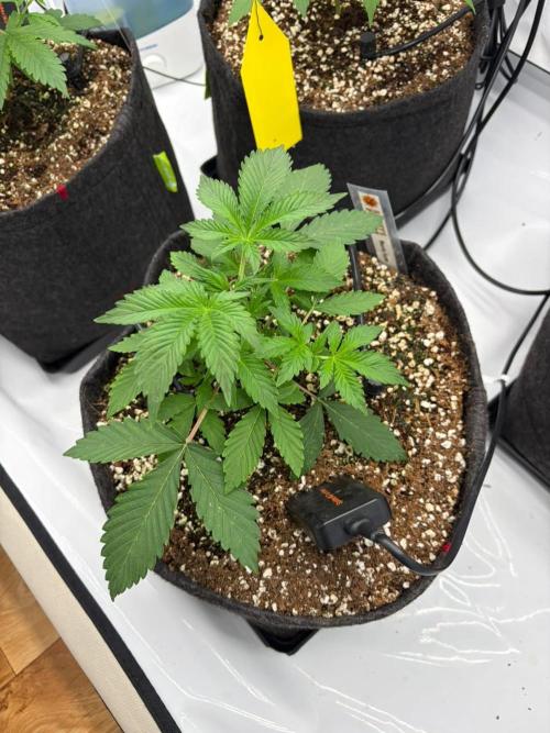 Fast Buds & Barney's MIX. Week 3 - Runtz