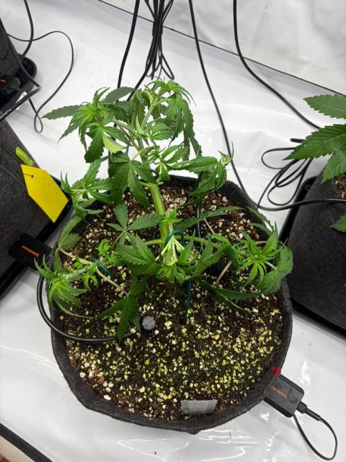 Fast Buds & Barney's MIX. Week 4 - Mimosa I