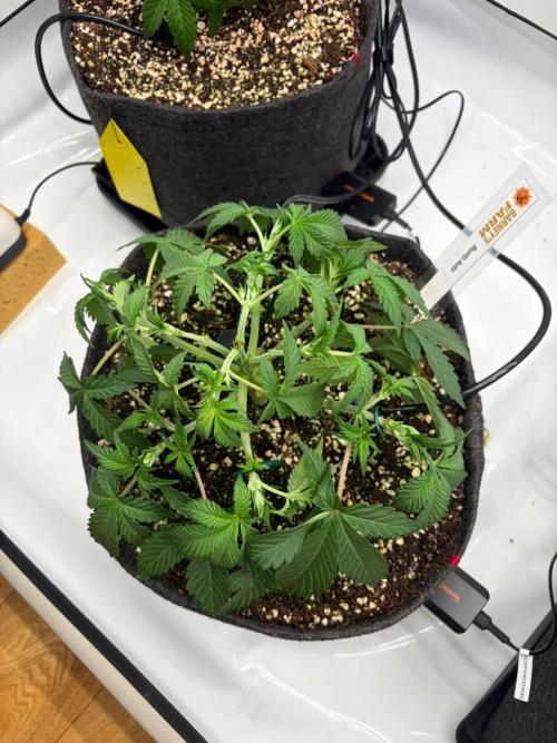 Fast Buds & Barney's MIX. Week 4 - Runtz