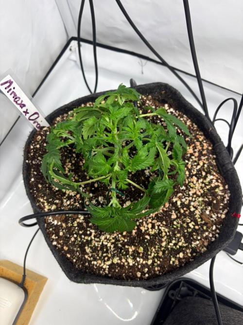 Fast Buds & Barney's MIX. Week 4 - Mimosa II