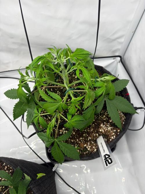 Fast Buds & Barney's MIX. Week 4 - Papaya