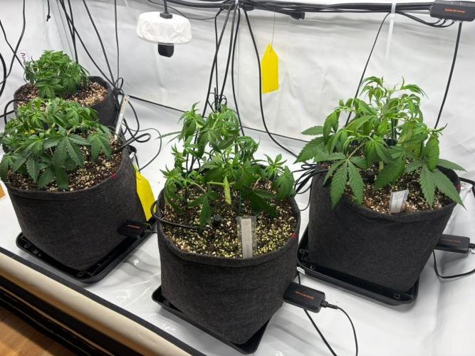 Fast Buds & Barney's MIX. Week 4