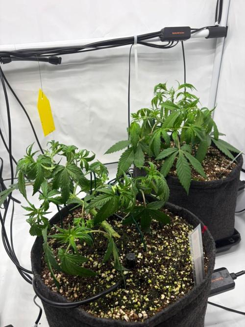 Fast Buds & Barney's MIX. Week 4