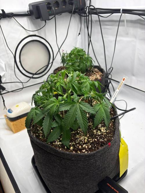 Fast Buds & Barney's MIX. Week 4