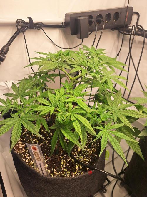 Fast Buds & Barney's MIX. Week 5 - Mimosa X Orange I