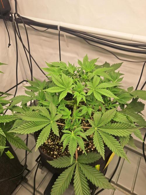 Fast Buds & Barney's MIX. Week 5 - Runtz