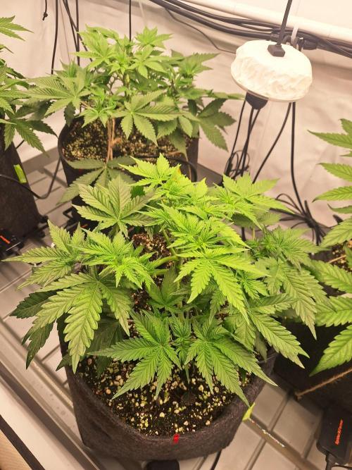 Fast Buds & Barney's MIX. Week 5 - Mimosa X Orange II