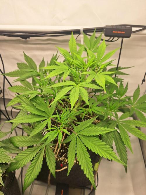 Fast Buds & Barney's MIX. Week 5 - Papaya