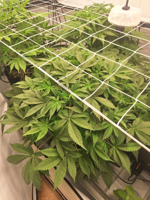 Fast Buds & Barney's MIX. Week 6 - Runtz