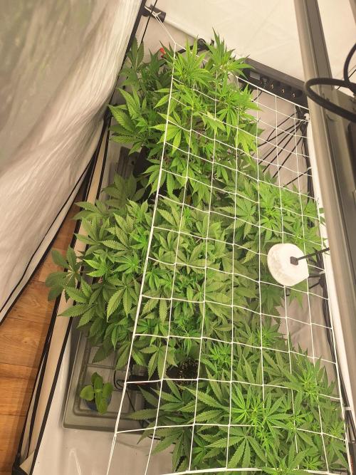 Fast Buds & Barney's MIX. Week 6 - Ready for ScrOG