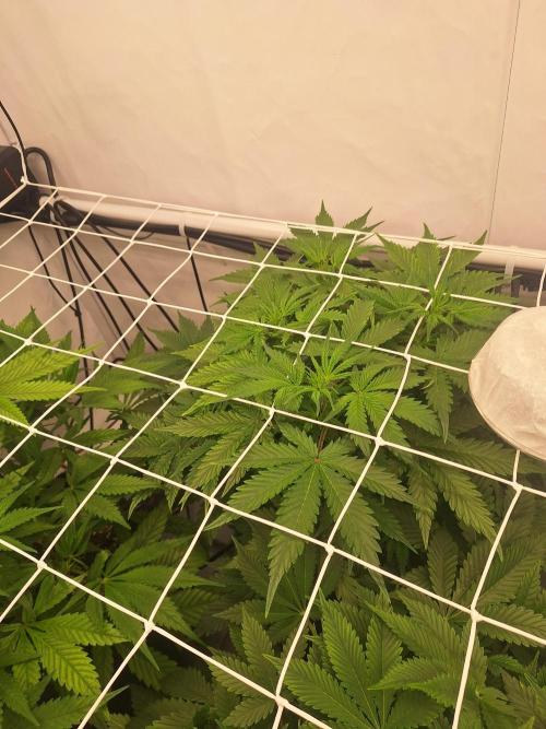 Fast Buds & Barney's MIX. Week 6 - MimXOrg II