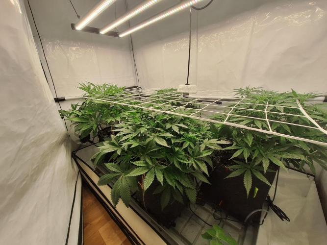 Fast Buds & Barney's MIX. Week 6