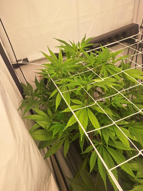 Fast Buds & Barney's MIX. Week 6 - Papaya