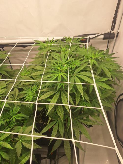 Fast Buds & Barney's MIX. Week 6 - MimXOrg