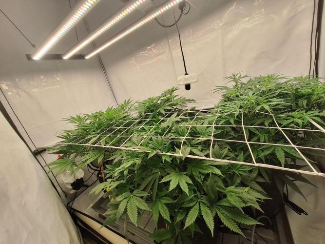 Fast Buds & Barney's MIX. Week 7