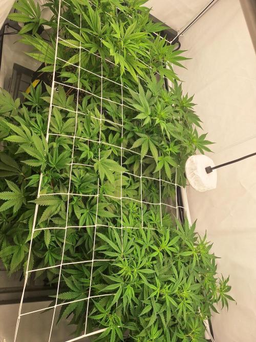 Fast Buds & Barney's MIX. Week 7 - ScrOGing