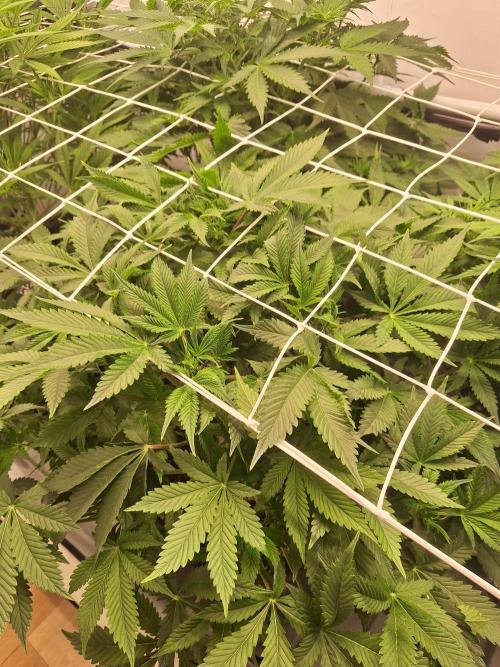Fast Buds & Barney's MIX. Week 7 - Runtz