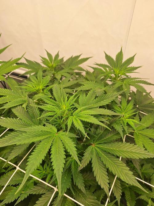Fast Buds & Barney's MIX. Week 7 - MimXOrg II