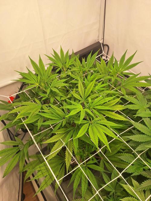 Fast Buds & Barney's MIX. Week 7 - Papaya