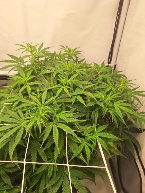 Fast Buds & Barney's MIX. Week 7 - MimXOrg I