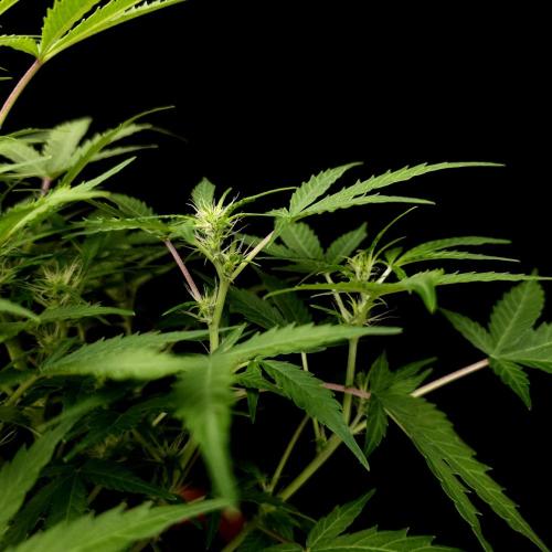 Mint Runtz Automatic. Week 5