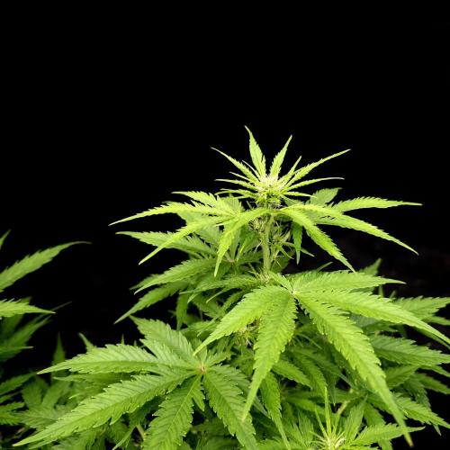 Gorilla Automatic 2. Week 1