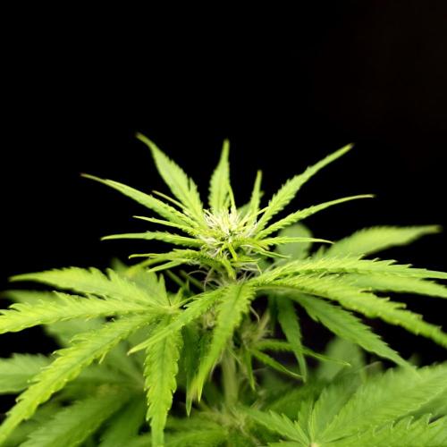 Gorilla Automatic 2. Week 1