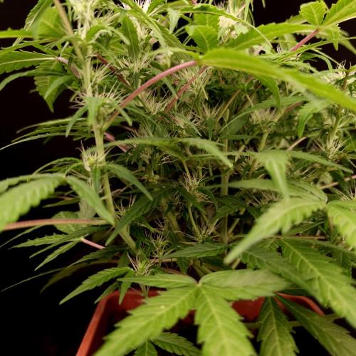 Mint Runtz Automatic. Week 6