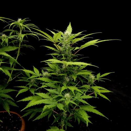 Gorilla Automatic 2. Week 2