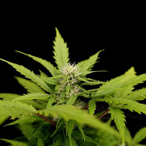 Gorilla Automatic 2. Week 2