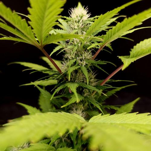 Gorilla Automatic 2. Week 2