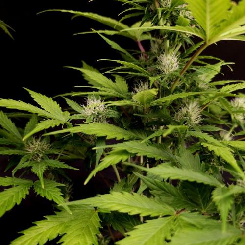 Gorilla Automatic 2. Week 2