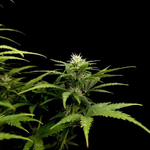 Gorilla Automatic 2. Week 3