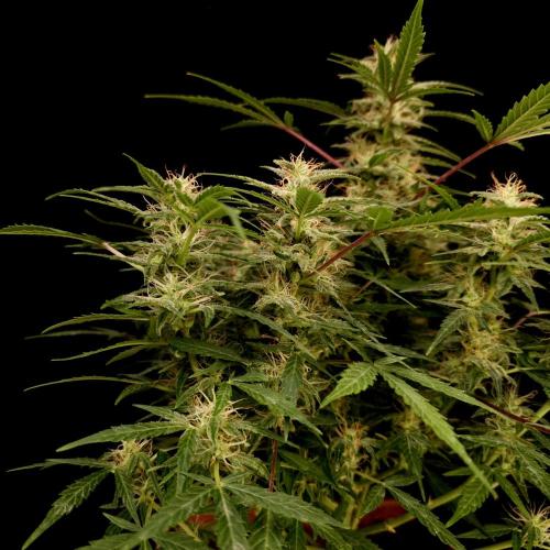 Mint Runtz Automatic. Week 8