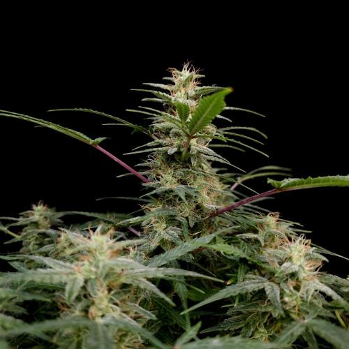 Mint Runtz Automatic. Week 8