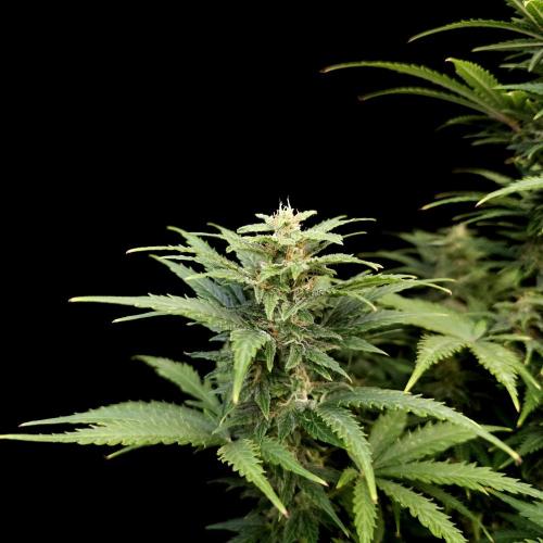 Gorilla Automatic 2. Week 4