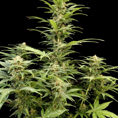 Gorilla Automatic 2. Week 4