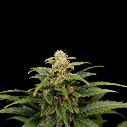 Gorilla Automatic 2. Week 5