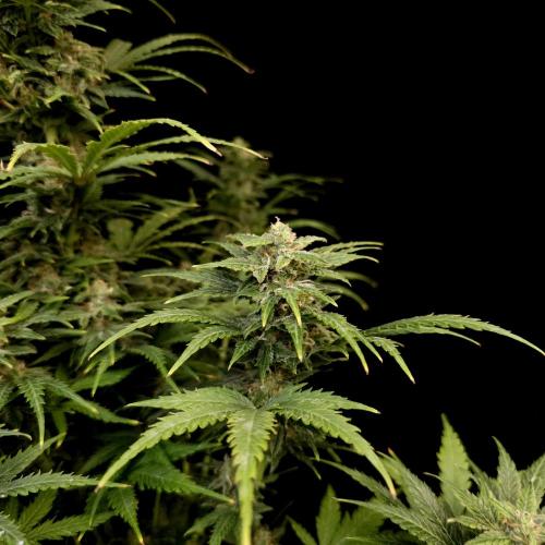 Gorilla Automatic 2. Week 5