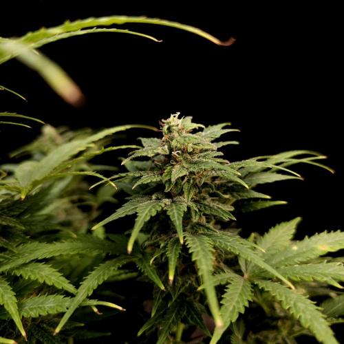 Gorilla Automatic 2. Week 5