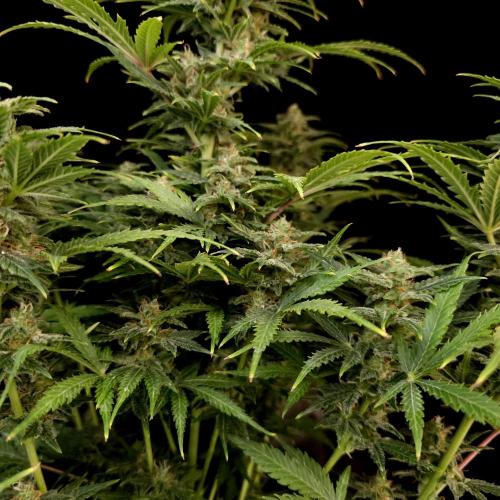 Gorilla Automatic 2. Week 5