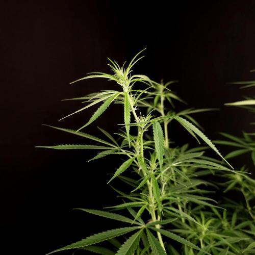 Gorilla fem. Week 10